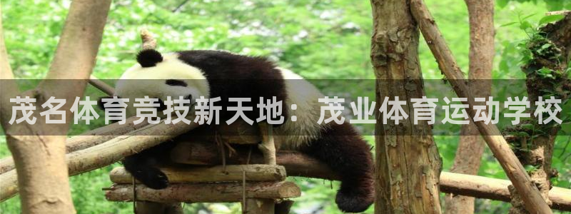 vsport体育官方正版app集团简介：茂名体育竞技