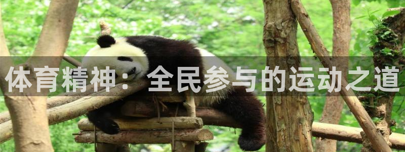 vsport体育官方正版app神州：体育精神：全民参
